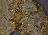  (Byccocorticium cf. pulchrum - MO360866)  @11 [ ] Unspecified (default): All Rights Reserved (2019) Django Grootmyers Unspecified