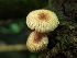  (Heliocybe - TJR0015)  @11 [ ] CreativeCommons - Attribution Non-Commercial (2019) Trey Richards Unspecified