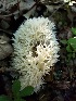  (Sebacina - TJR0054)  @11 [ ] CreativeCommons - Attribution Non-Commercial (2019) Trey Richards Unspecified