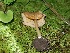  ( - MO383258)  @11 [ ] Unspecified (default): All Rights Reserved (2019) Django Grootmyers Unspecified