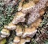  (Oxyporus cuneatus - MO444430)  @11 [ ] Unspecified (default): All Rights Reserved (2021) Luke Smithson Unspecified