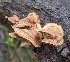  (Steccherinaceae - MO446333)  @11 [ ] Unspecified (default): All Rights Reserved (2021) Luke Smithson Unspecified