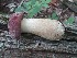  (Tylopilus rubrobrunneus - MO462727)  @11 [ ] Unspecified (default): All Rights Reserved (2021) Dave W Unspecified