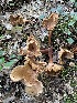  (Lactarius helvus - MO478809)  @11 [ ] Unspecified (default): All Rights Reserved (2021) THow Unspecified