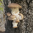  ( - MO478947)  @11 [ ] Unspecified (default): All Rights Reserved (2021) PJ Bryant Unspecified