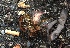  ( - iNat29056739)  @11 [ ] some rights reserved (CC BY-NC) (2019) ethancrenson Unspecified
