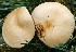  ( - iNat31900768)  @11 [ ] some rights reserved (CC BY-NC-ND) (2019) brucen Unspecified