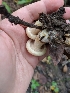  (Lactarius yazooensis - iNat33755572)  @11 [ ] all rights reserved (2019) Sarah Duhon Unspecified