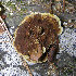  (Fuscoporia gilva - iNat34536880)  @11 [ ] CreativeCommons - Attribution Non-Commercial (2019) pucak Unspecified