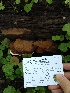  (Ganoderma lobatum - GAN19-05)  @11 [ ] Copyright (2019) Jared Urchek Unspecified