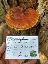  (Ganoderma curtisii - GAN19-08)  @11 [ ] Copyright (2019) Jared Urchek Unspecified