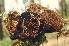  (Porodaedalea - iNat37836610)  @11 [ ] some rights reserved (CC BY-NC-ND) (2020) brucen Unspecified