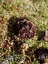  (Thelephora terrestris - iNat40612133)  @11 [ ] all rights reserved (2020) Luca Hickey Unspecified