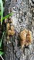  (Phellinus sp - iNat47210859)  @11 [ ] some rights reserved (CC BY-NC-ND) (2020) Bruce Newhouse Unspecified