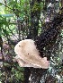  (Bresadolia hapalopus - iNat47220227)  @11 [ ] all rights reserved (2020) theoneje Unspecified