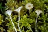  ( - iNat48256613)  @11 [ ] some rights reserved (CC BY-NC) (2020) corndog Unspecified