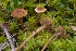 ( - iNat48286944)  @11 [ ] some rights reserved (CC BY-NC) (2020) corndog Unspecified