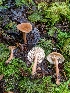  (Lactarius tabidus - iNat50781240)  @11 [ ] all rights reserved (2020) Sharon Squazzo Unspecified