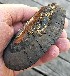 (Phellinus igniarius - iNat52119364)  @11 [ ] some rights reserved (CC BY-NC-ND) (2020) Bruce Newhouse Unspecified
