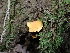  ( - iNat52443545)  @11 [ ] all rights reserved (2020) Luca Hickey Unspecified