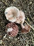  (Lactarius subpurpureus - iNat56944457)  @11 [ ] CreativeCommons  Attribution Non-Commercial (by-nc) (2020) Paula DeSanto Unspecified