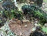  (Phellinopsis - iNat56944598)  @11 [ ] CreativeCommons  Attribution Non-Commercial (by-nc) (2020) Paula DeSanto Unspecified