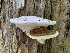  (Ganoderma aff. applanatum - iNat56944648)  @11 [ ] CreativeCommons  Attribution Non-Commercial (by-nc) (2020) Paula DeSanto Unspecified