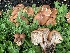  (Marasmiellus luxurians - iNat57542590)  @11 [ ] some rights reserved (CC BY-NC) (2020) Paula DeSanto Unspecified