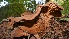  ( - iNat57692413)  @11 [ ] some rights reserved (CC BY-NC) (2020) natvik Unspecified