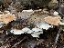  (Vitreoporus - iNat57834115)  @11 [ ] some rights reserved (CC BY-NC) (2020) Paula DeSanto Unspecified