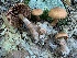  ( - iNat59056921)  @11 [ ] some rights reserved (CC BY-NC) (2020) Paula DeSanto Unspecified
