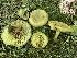  ( - iNat59061826)  @11 [ ] some rights reserved (CC BY-NC) (2020) Paula DeSanto Unspecified