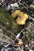  (Polyporus melanopus group - iNat61450659)  @11 [ ] some rights reserved (CC BY-NC) (2020) Alan R. Franck Unspecified