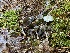  ( - iNat61858008)  @11 [ ] some rights reserved (CC BY-NC) (2020) Paula DeSanto Unspecified
