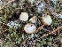  ( - iNat61860421)  @11 [ ] some rights reserved (CC BY-NC) (2020) Paula DeSanto Unspecified