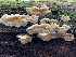 (Phlebia tremellosa - iNat62036604)  @11 [ ] some rights reserved (CC BY-NC) (2020) Paula DeSanto Unspecified