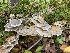  ( - iNat62121046)  @11 [ ] some rights reserved (CC BY-NC) (2020) Paula DeSanto Unspecified