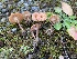  ( - iNat63115734)  @11 [ ] some rights reserved (CC BY-NC) (2020) Paula DeSanto Unspecified