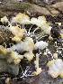  (Marasmiellus coilobasis - iNat63364061)  @11 [ ] all rights reserved (2019) Jane Haakonsson Unspecified