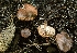  ( - iNat63647415)  @11 [ ] some rights reserved (CC BY-NC) (2013) cizon77 Unspecified
