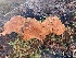  (Rigidoporus crocatus - iNat64236193)  @11 [ ] some rights reserved (CC BY-NC) (2020) Paula DeSanto Unspecified