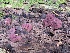  ( - iNat64248315)  @11 [ ] some rights reserved (CC BY-NC) (2020) Paula DeSanto Unspecified