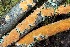  (Peniophora aurantiaca - iNat67633756)  @11 [ ] all rights reserved (2017) kmohatt Unspecified