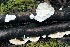  ( - iNat67633760)  @11 [ ] all rights reserved (2017) kmohatt Unspecified