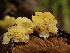  (Flaviporus - iNat70911226)  @11 [ ] some rights reserved (CC BY-NC) (2021) Benjamin Garcia Unspecified