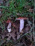  ( - iNat86121479)  @11 [ ] all rights reserved (2021) Deacon Mcdaniel Unspecified