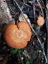  (Lactarius peckii - iNat87801000)  @11 [ ] some rights reserved (CC BY-NC) (2021) Kelcie Unspecified