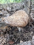  (Lactarius subpalustris - iNat89973948)  @11 [ ] all rights reserved (2021) cabracrazy Unspecified