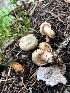  (Lactarius cf. deliciosus - iNat90112861)  @11 [ ] some rights reserved (CC BY-NC) (2021) gabrielamushroom Unspecified