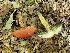  (Pulchroboletus sclerotiorum - iNat92388986)  @11 [ ] some rights reserved (CC BY-NC) (2021) Kelcie Unspecified